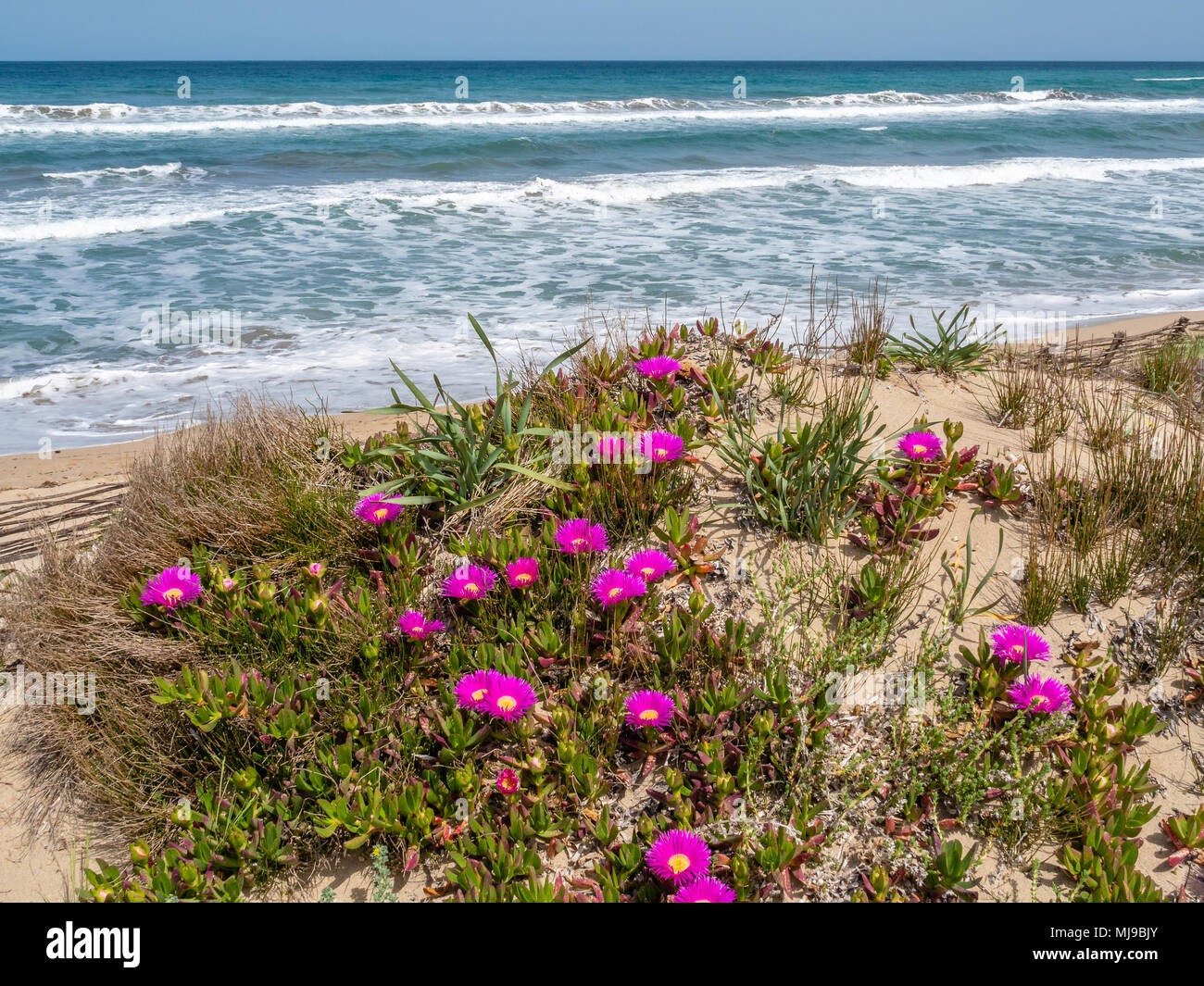 Pflanzen in Sanddünen über dem Strand im Nordwesten von Sardinien wachsende Stockfoto