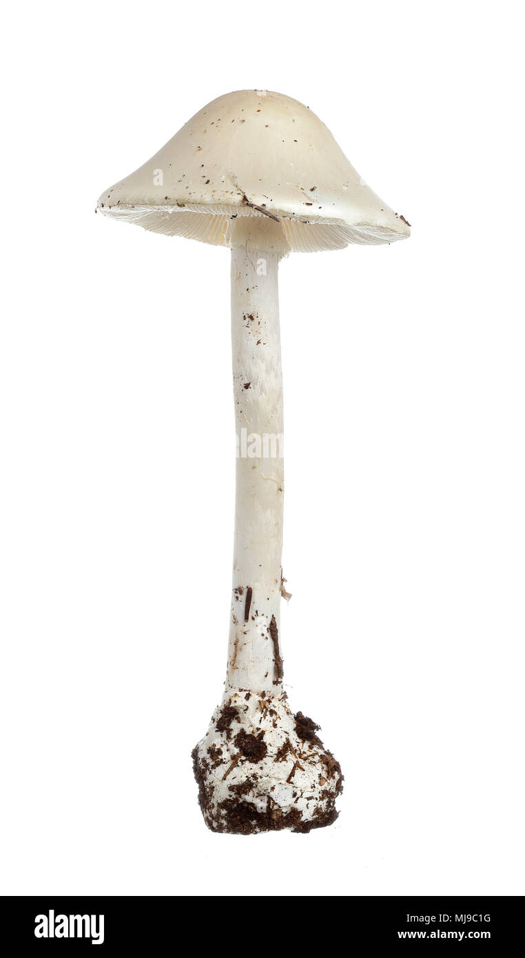 Amanita virosa, die gemeinhin als die Europäische zerstörende Engel bekannt, ist eine tödliche giftige Pilze, auf weißem Hintergrund. Stockfoto