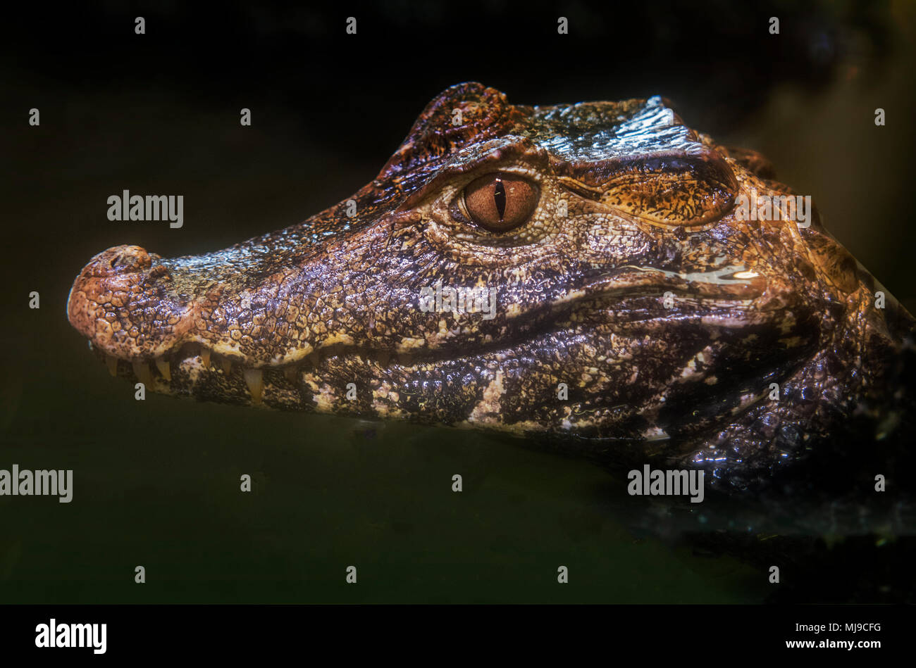 Krokodil Seitenansicht in Wasser Stockfoto