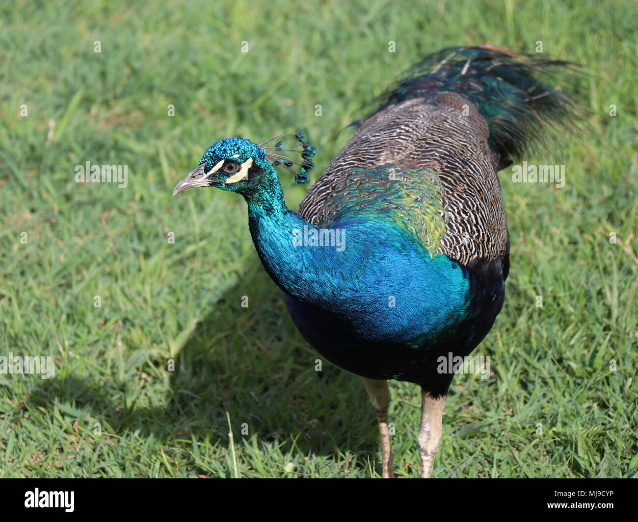 Pfau mit seinem schönen Farben. Stockfoto