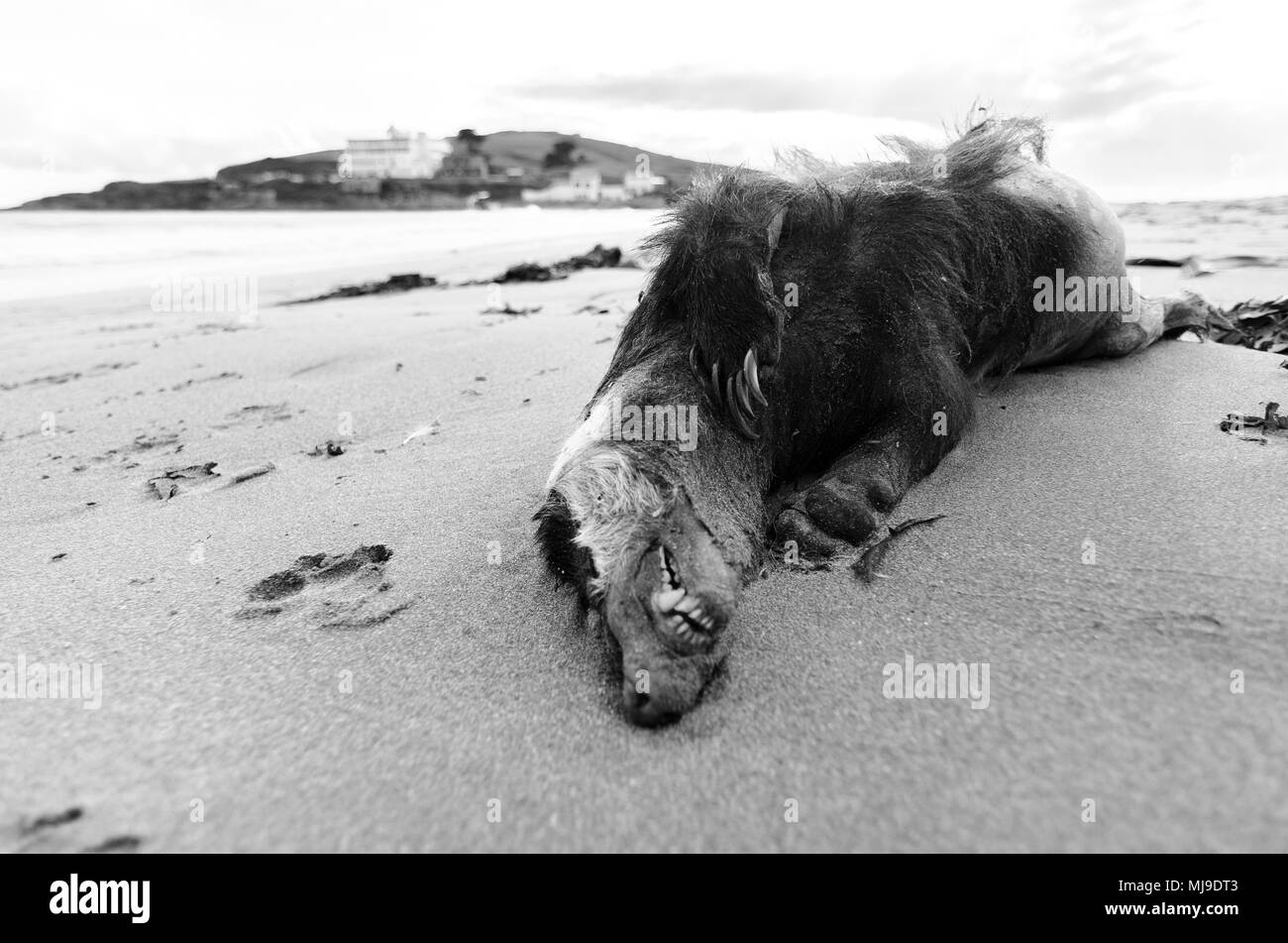 Bigbury-on-Sea, Devon, Großbritannien Stockfoto