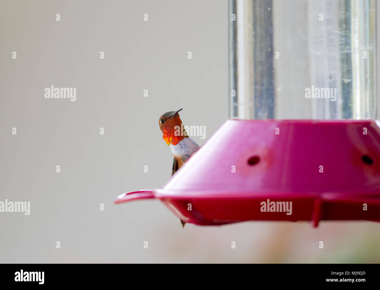 Allens Kolibri Stockfoto