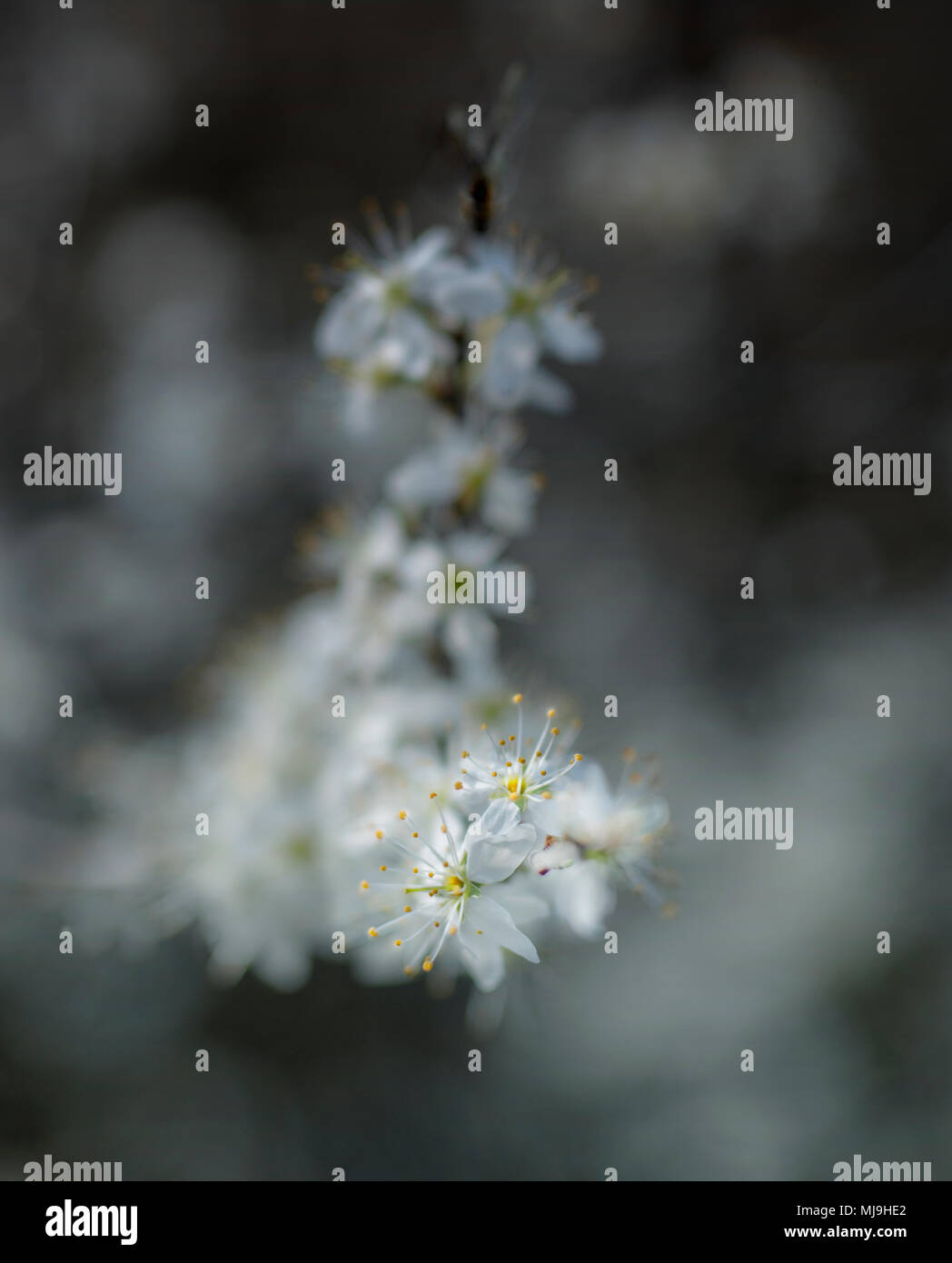 Sehr breiter Apertur Foto von Balckthorn Blüte im Frühjahr Stockfoto