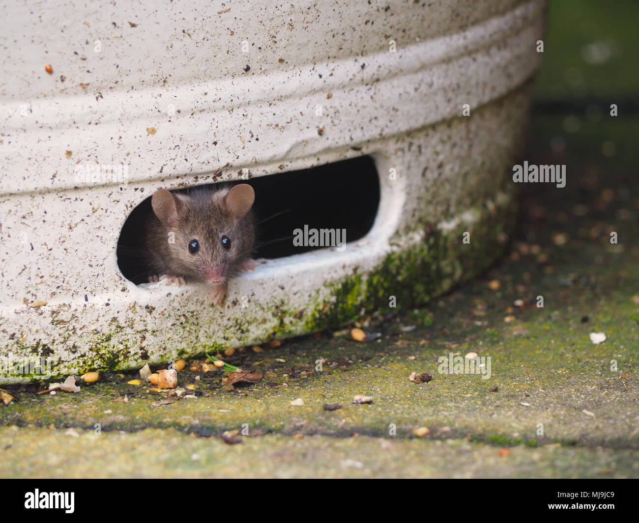 Ein gemeinsames Haus Maus Spülsystem für Lebensmittel Stockfoto
