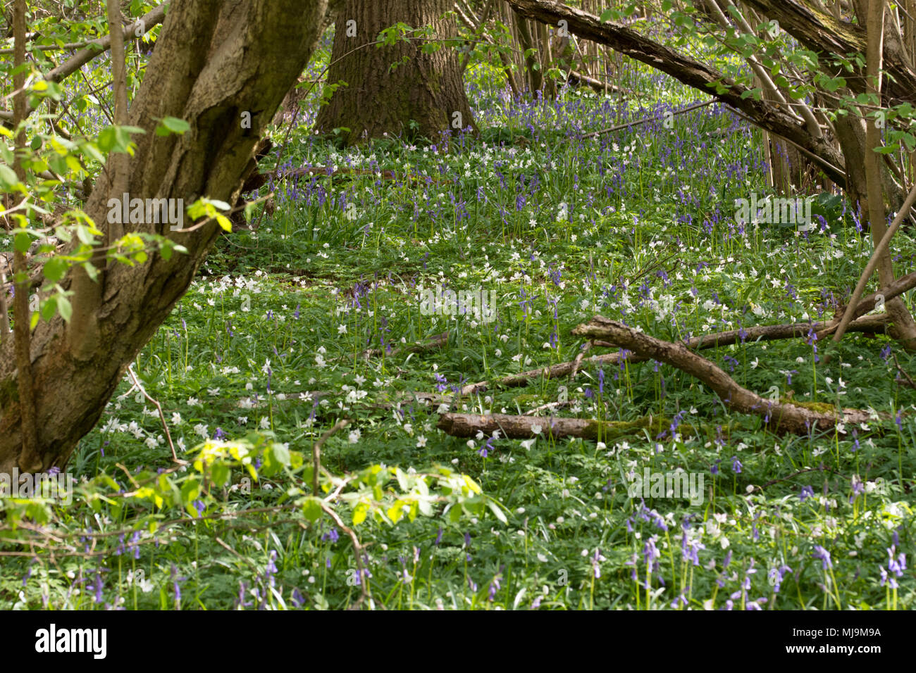 Bluebells und Holz Anenomes den Waldboden in Stoke Holz, Bicester, Oxfordshire Teppich. Stockfoto