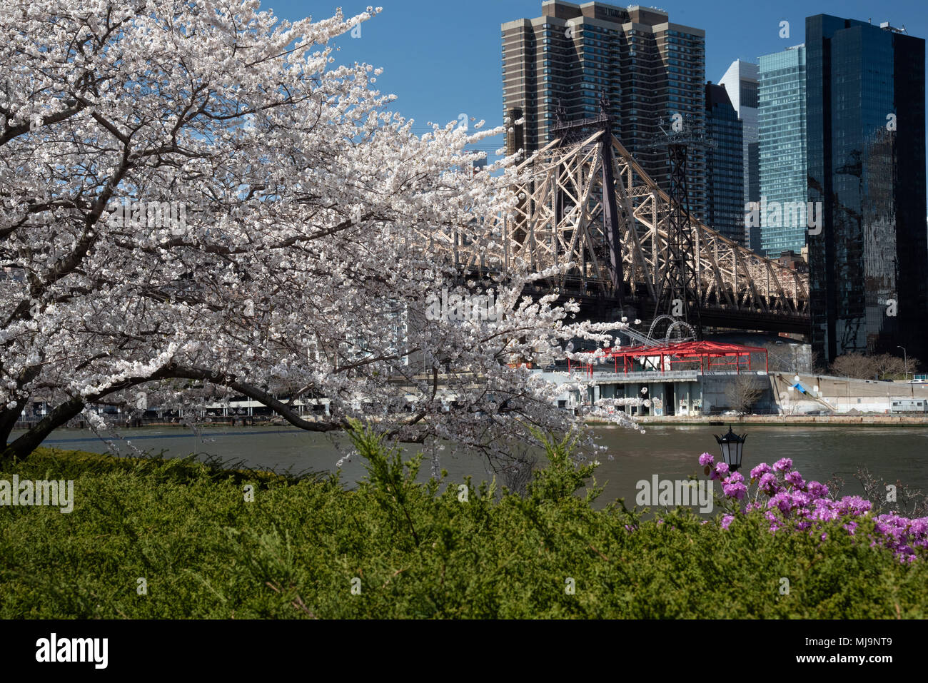 Cherry Blossom auf Roosevelt Island. Die Queensboro Bridge im Hintergrund. Stockfoto