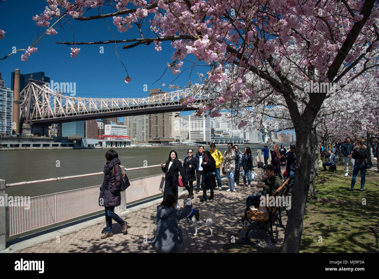 New York, USA - 21. April 2018: Roosevelt Island Cherry Blossom Festival lockt Tausende von Menschen Stockfoto