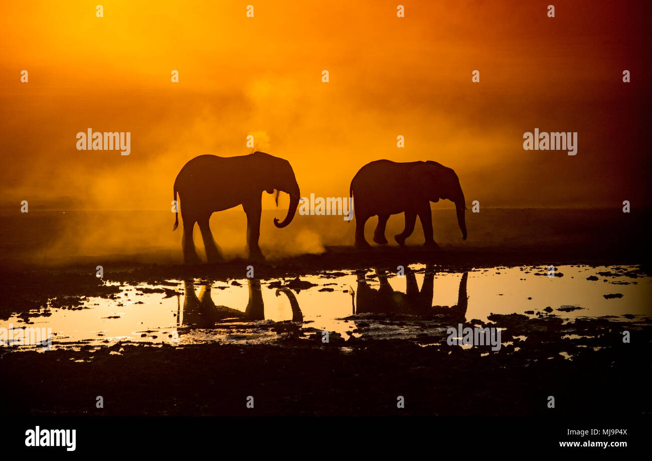 Afrikanische Elefanten vor der Silhouette Sonnenuntergang Stockfoto