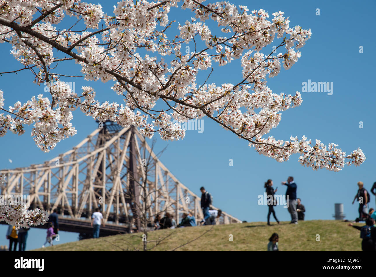 Cherry Blossom auf Roosevelt Island. Die Queensboro Bridge im Hintergrund. Stockfoto