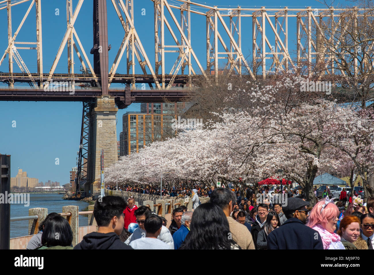 New York, USA - 21. April 2018: Roosevelt Island Cherry Blossom Festival lockt Tausende von Menschen Stockfoto