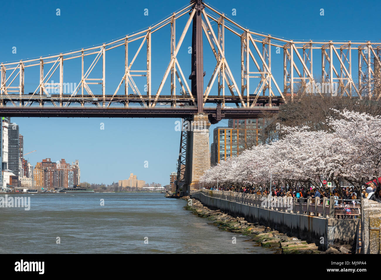 New York, USA - 21. April 2018: Roosevelt Island Cherry Blossom Festival lockt Tausende von Menschen Stockfoto