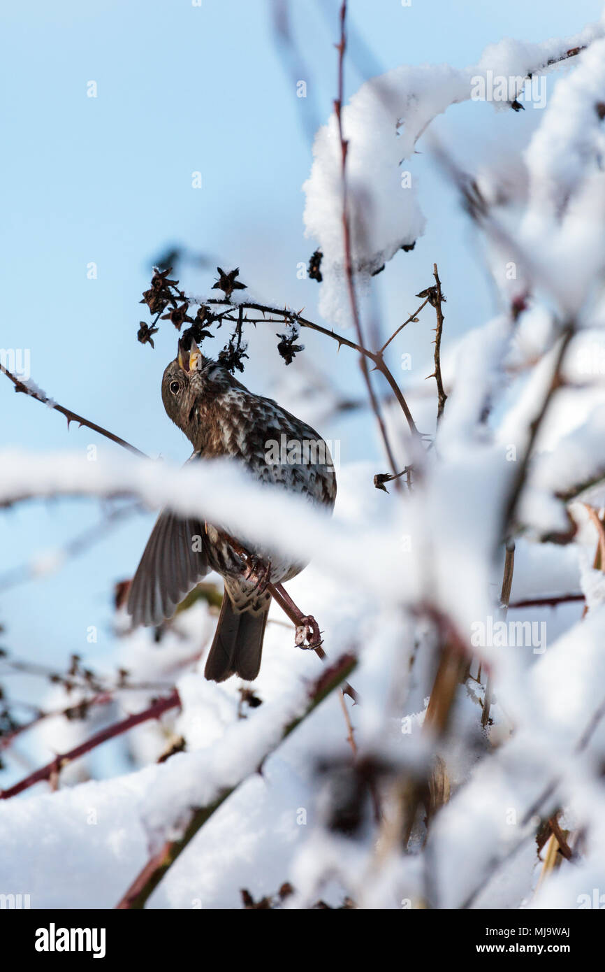 Kleiner Spatz essen die Samen von einem Busch in den Schnee im Winter bedeckt, in Surrey, British Columbia, Kanada. Stockfoto