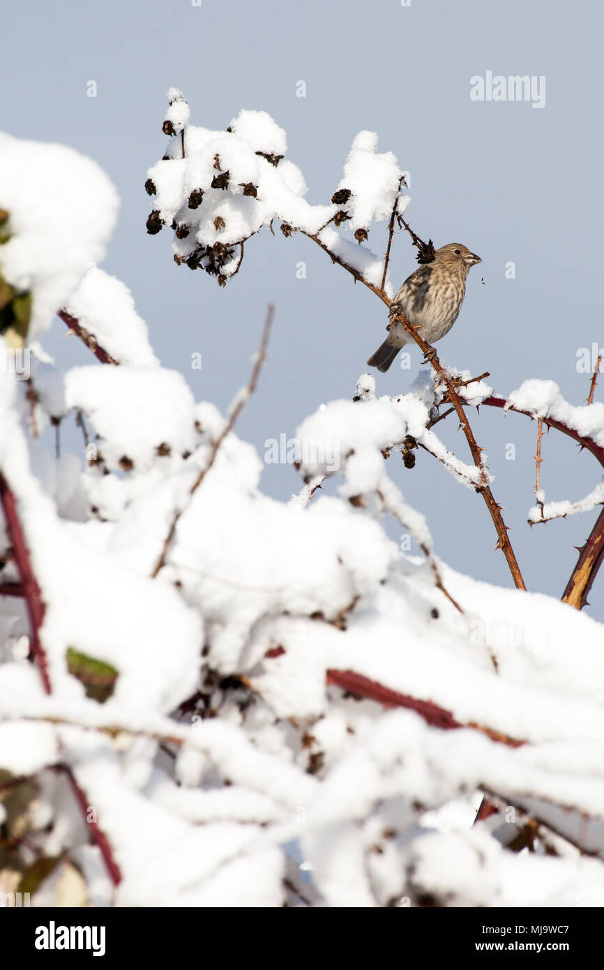 Kleiner Spatz essen die Samen von einem Busch in den Schnee im Winter bedeckt, in Surrey, British Columbia, Kanada. Stockfoto