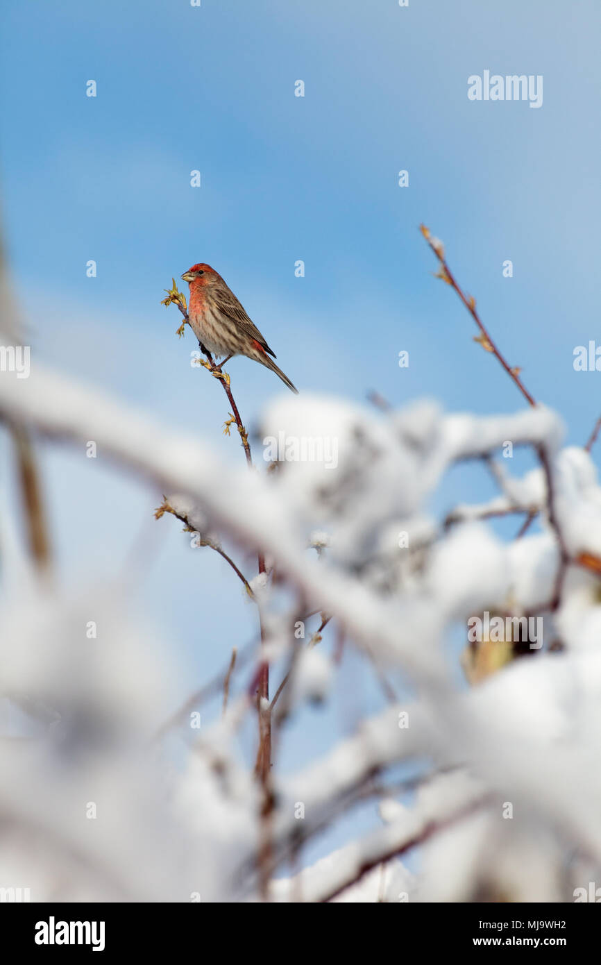 Erwachsene männliche House finch (Haemorhous mexicanus) auf einem Busch im Schnee mitten im Winter abgedeckt thront, in Surrey, British Columbia, Kanada. Stockfoto