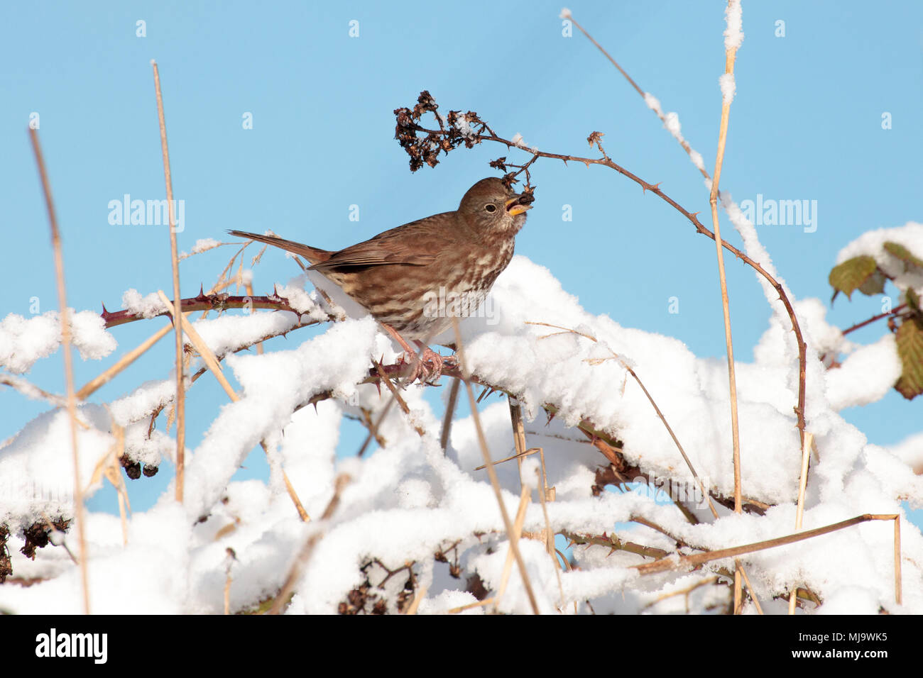 Kleiner Spatz essen die Samen von einem Busch in den Schnee im Winter bedeckt, in Surrey, British Columbia, Kanada. Stockfoto