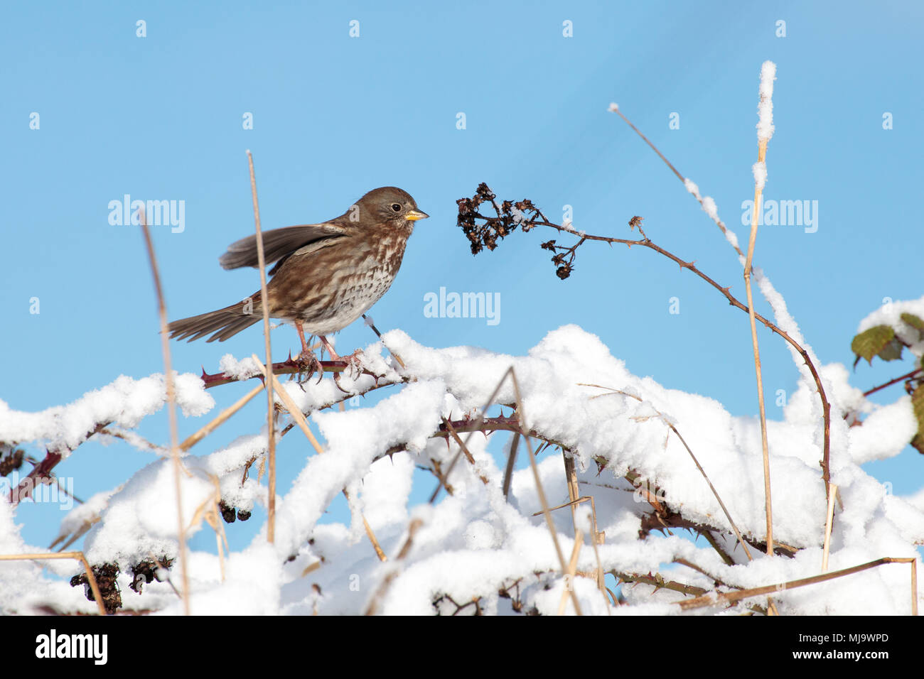 Kleiner Spatz essen die Samen von einem Busch in den Schnee im Winter, See in Surrey, British Columbia, Kanada. Stockfoto