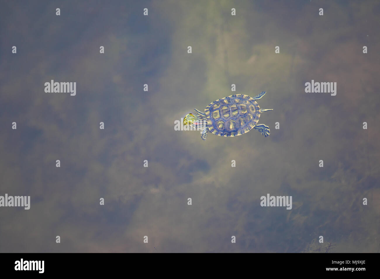 Rotwangen-schmuckschildkröte Schildkröten schwimmen auf der Oberfläche eines düsteren Pool. Stockfoto