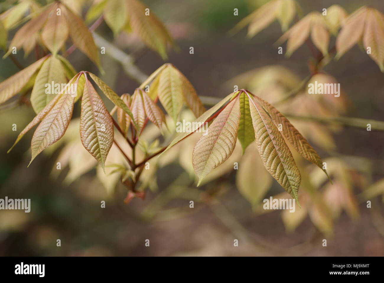 Neue Feder Wachstum von Aesculus parviflora Stockfoto