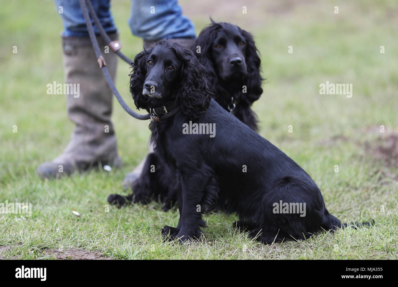 Spaniels bei Tag drei der Mitsubishi Motors Badminton Horse Trials im Badminton, Gloucestershire. PRESS ASSOCIATION Foto. Bild Datum: Freitag, 4. Mai 2018. Siehe PA Geschichte EQUESTRIAN Badminton. Foto: David Davies/PA-Kabel Stockfoto