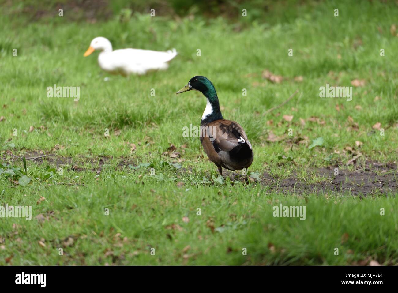 Eine Stockente kreuz und Peking Ente in neuen Mühlen Naturpark. Stockfoto