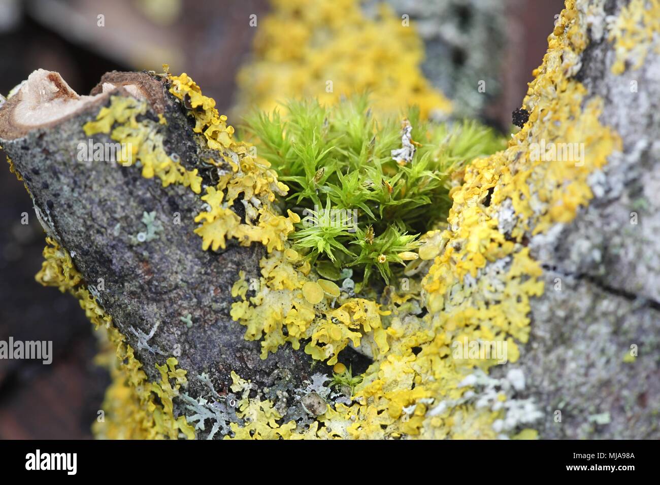 Lanceolateleaf rock Moss, Orthotrichum speciosum und golden Sunburst flechten Xanthoria parietina Stockfoto