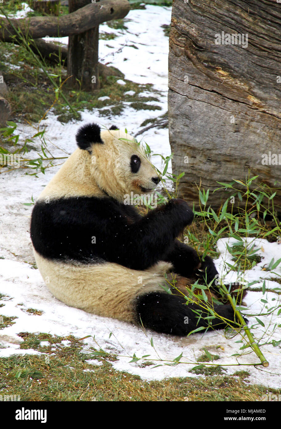 Pandabr, der bambus isst -Fotos und -Bildmaterial in hoher Auflsung   Alamy