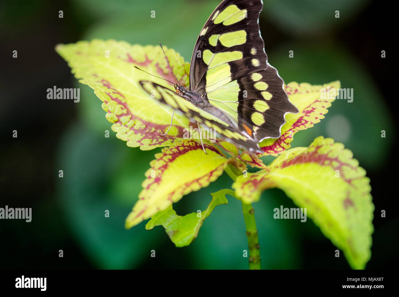 Makro Foto von wunderschön buetterfly auf Blatt Stockfoto