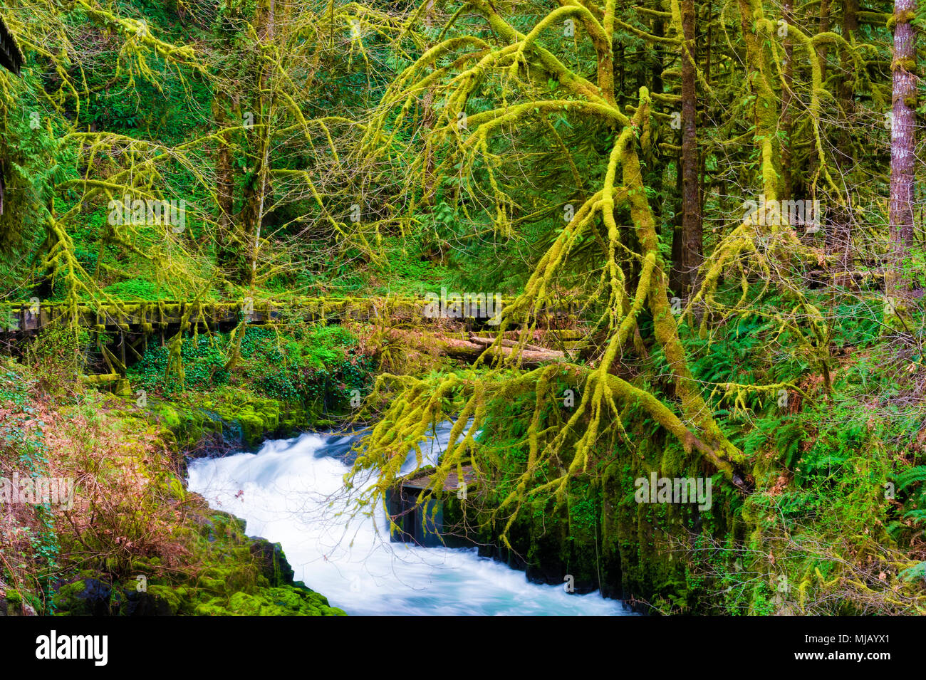 Neue Feder grün Farben dieses Woodsy Szene entlang der Cedar Creek im Bundesstaat Washington verzaubern. Stockfoto