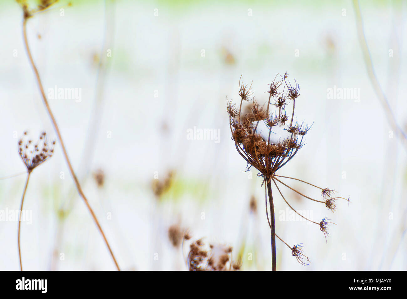 Schnee ist in der Schüssel einer getrockneten Queen Anne Spitze angesammelt getrocknete Blume Stängel. Stockfoto