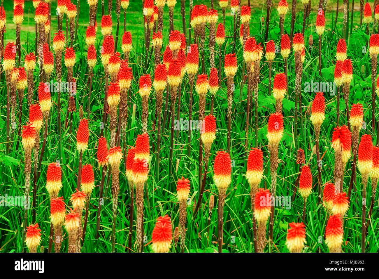 Die hellen und farbenfrohen Bereich der Red Hot Poker Blumen Stockfoto