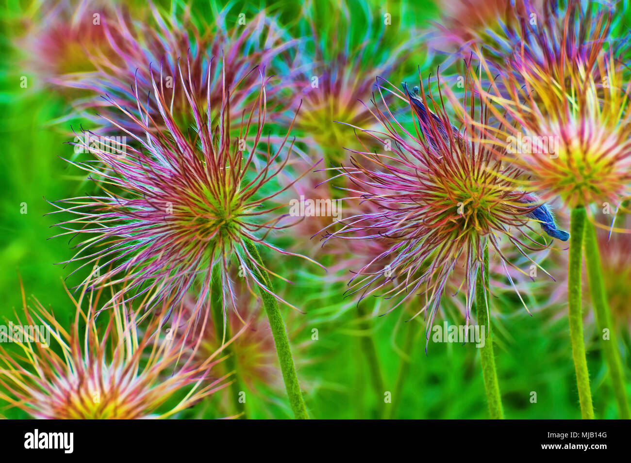 Atemberaubende zarte noch fett Aster Blumen in voller Blüte. Stockfoto