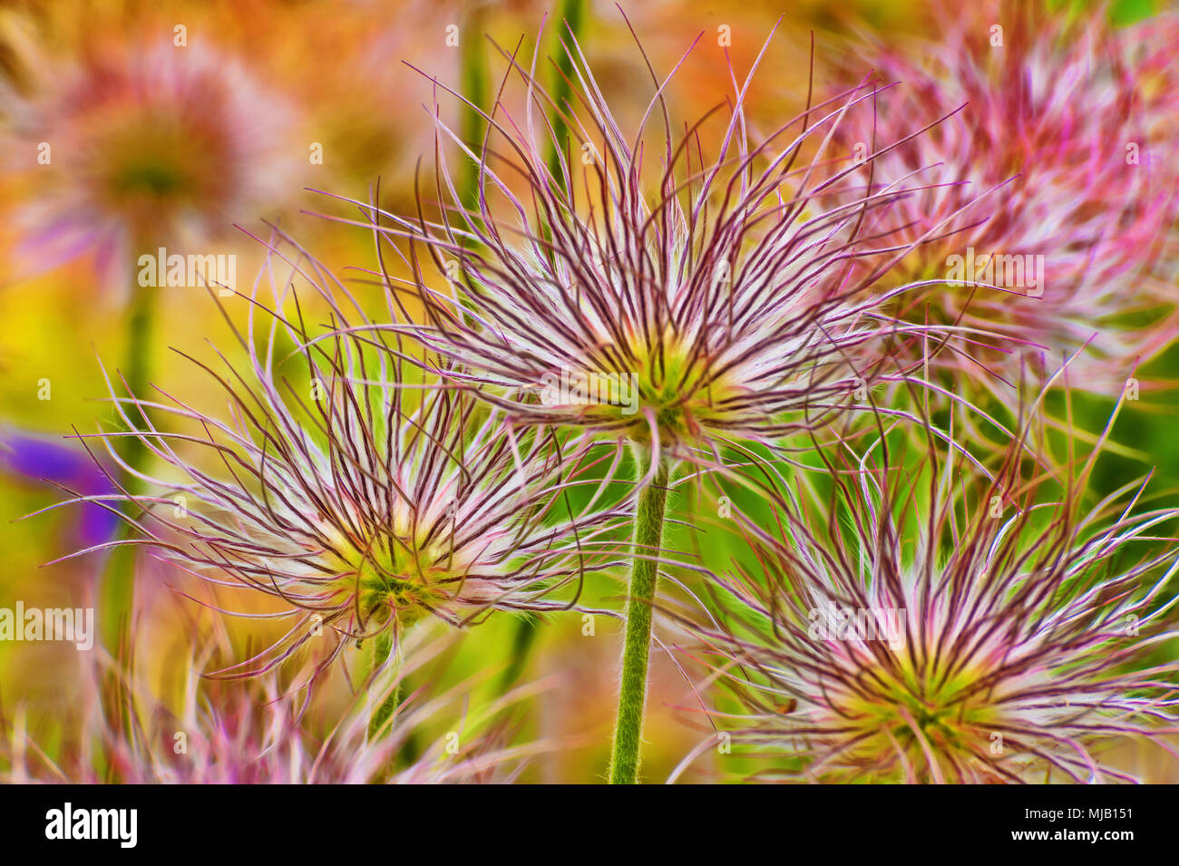 Atemberaubende zarte noch fett Aster Blumen in voller Blüte. Stockfoto