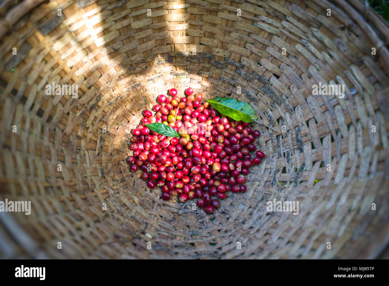 Ein Korb mit nur abgeholt Kaffeekirschen, am Nefas Coffee Farm, in der Nähe von Shakiso, Äthiopien Stockfoto