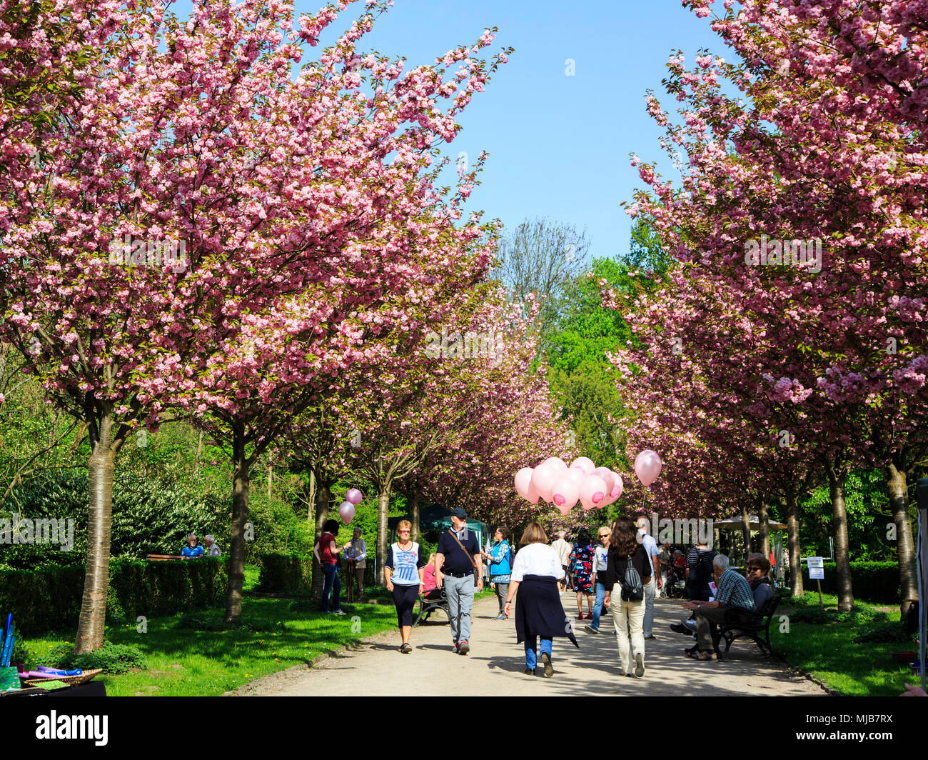 Hanami, Cherry Blossom Festival im Rombergpark, Dortmund, Deutschland Stockfoto