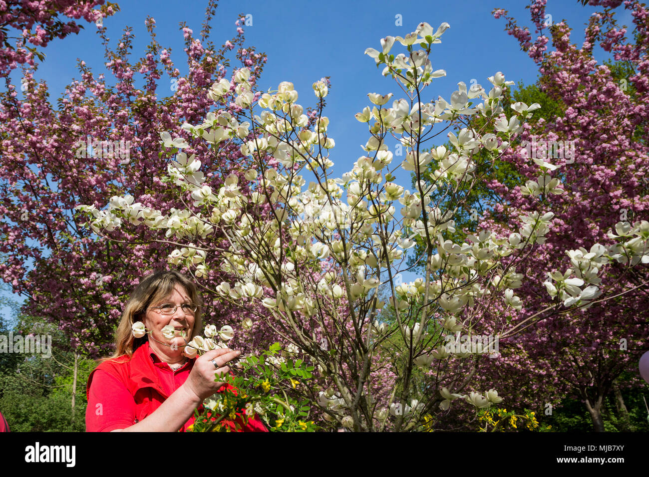 Hanami, Cherry Blossom Festival im Rombergpark, Dortmund, Deutschland Stockfoto