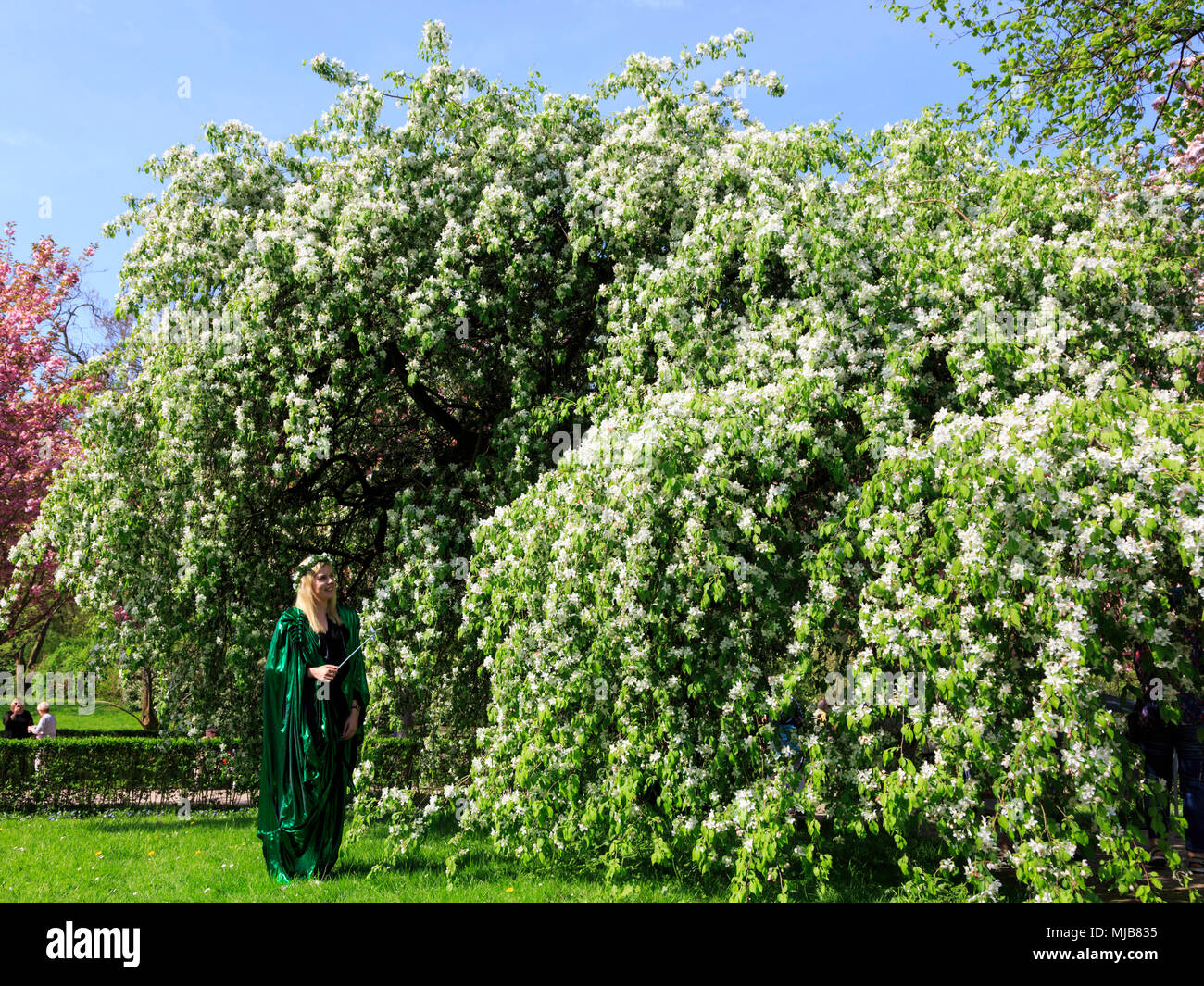 Hanami, Cherry Blossom Festival im Rombergpark, Dortmund, Deutschland Stockfoto