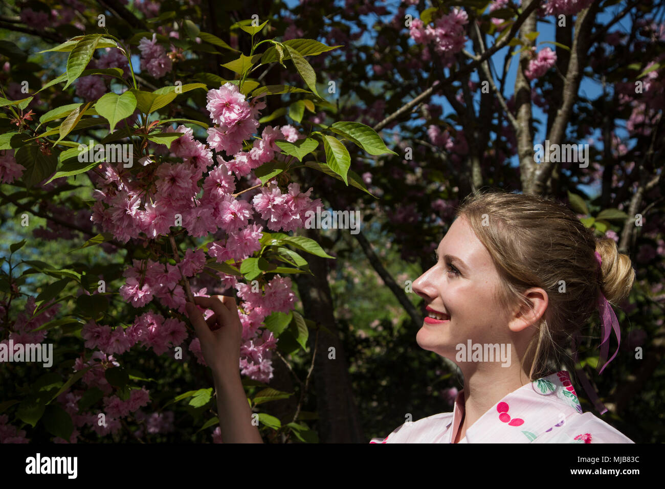 Hanami, Cherry Blossom Festival im Rombergpark, Dortmund, Deutschland Stockfoto
