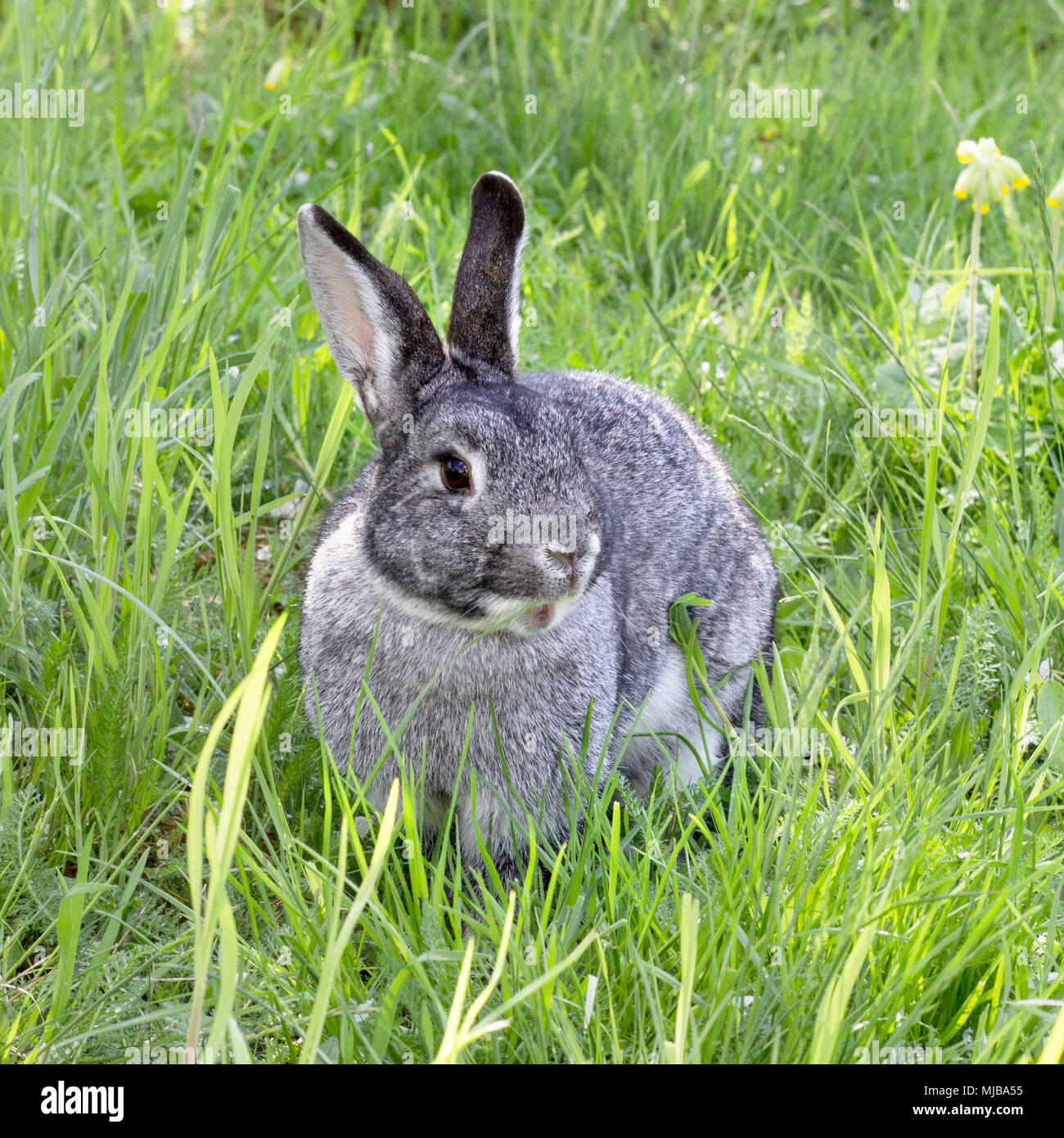 Graue Kaninchen auf der Wiese Stockfoto