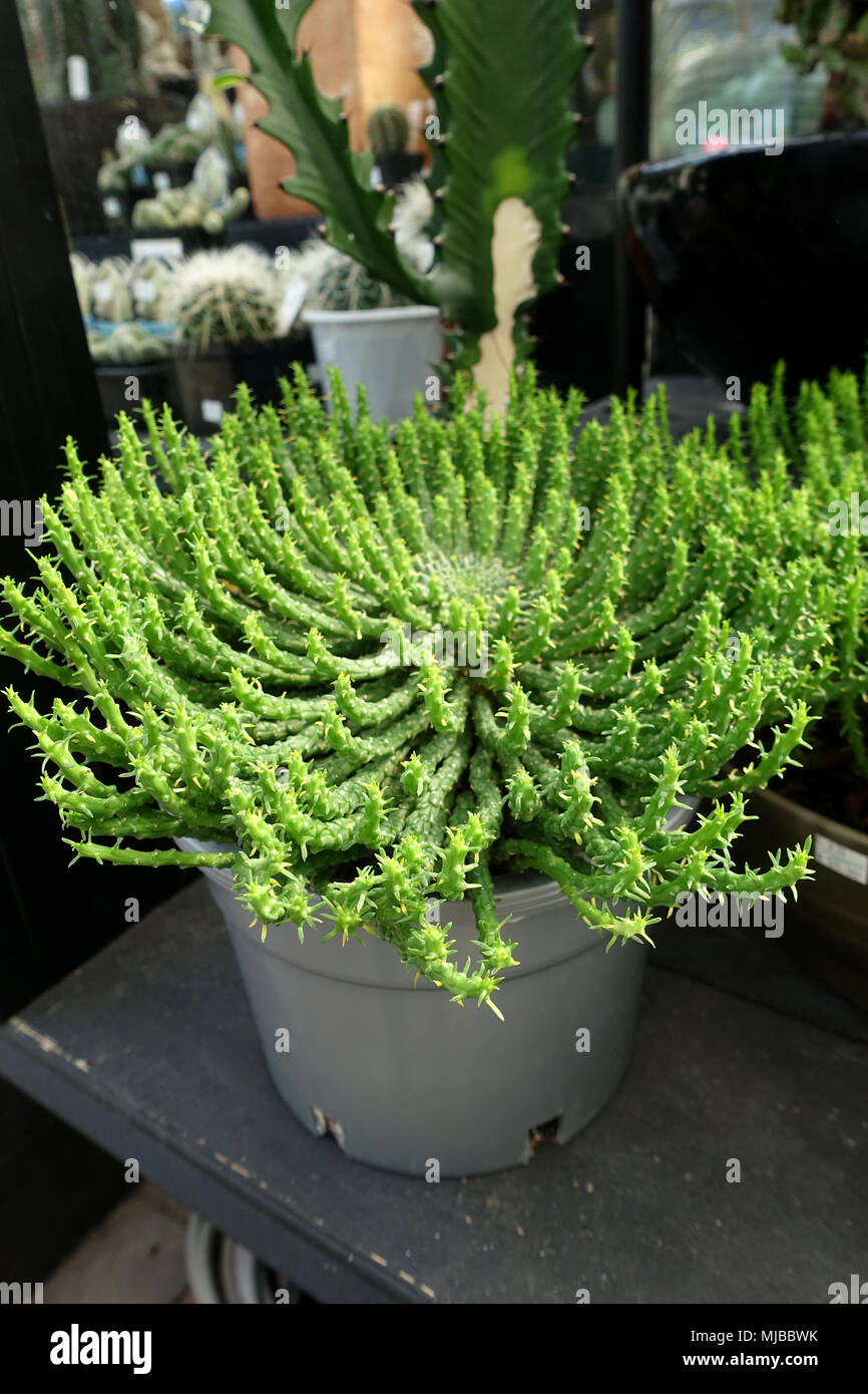 Euphorbia flanaganii oder als Medusenhaupt bekannt Stockfoto