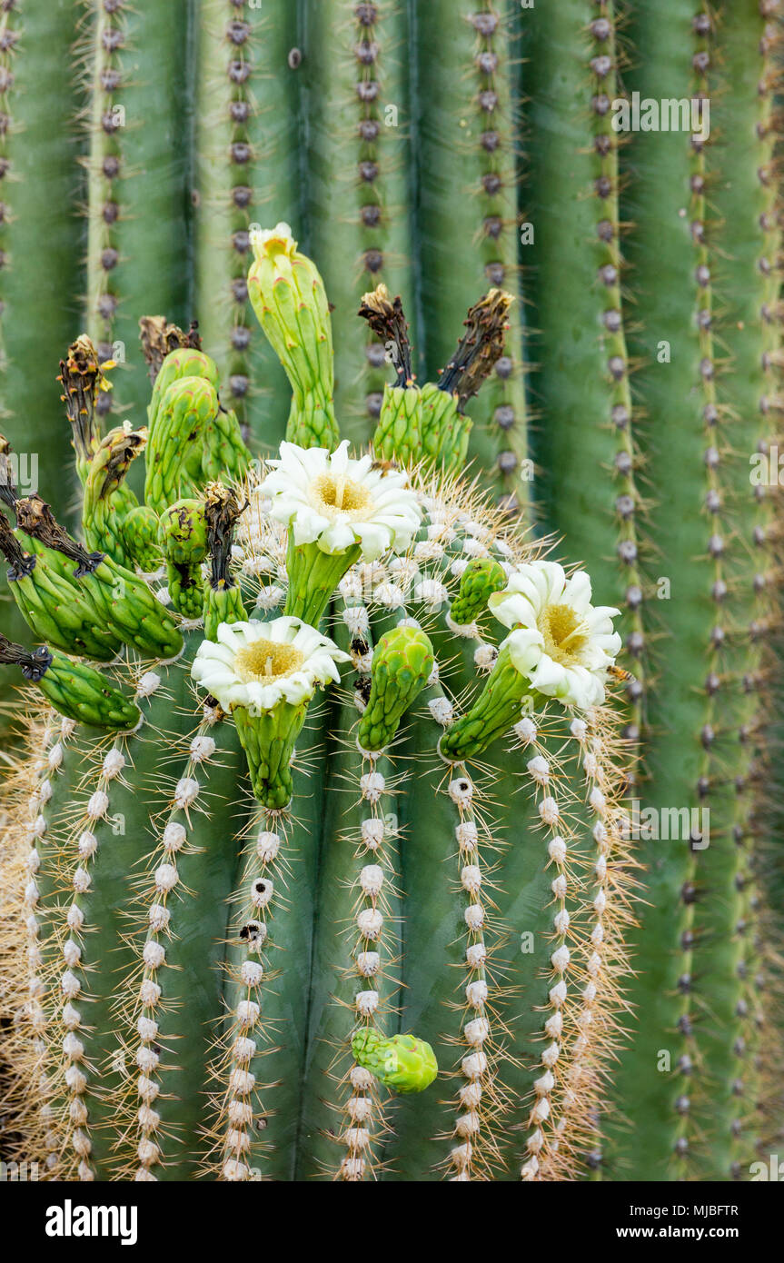 Intimen Blick auf Saguaro Kaktus Blten, Knospen und neue Frchte in der  Nhe von 32nd Street und Lincoln Drive, Phoenix Mountains bewahren in  Phoenix, Arizona, USA Stockfotografie - Alamy