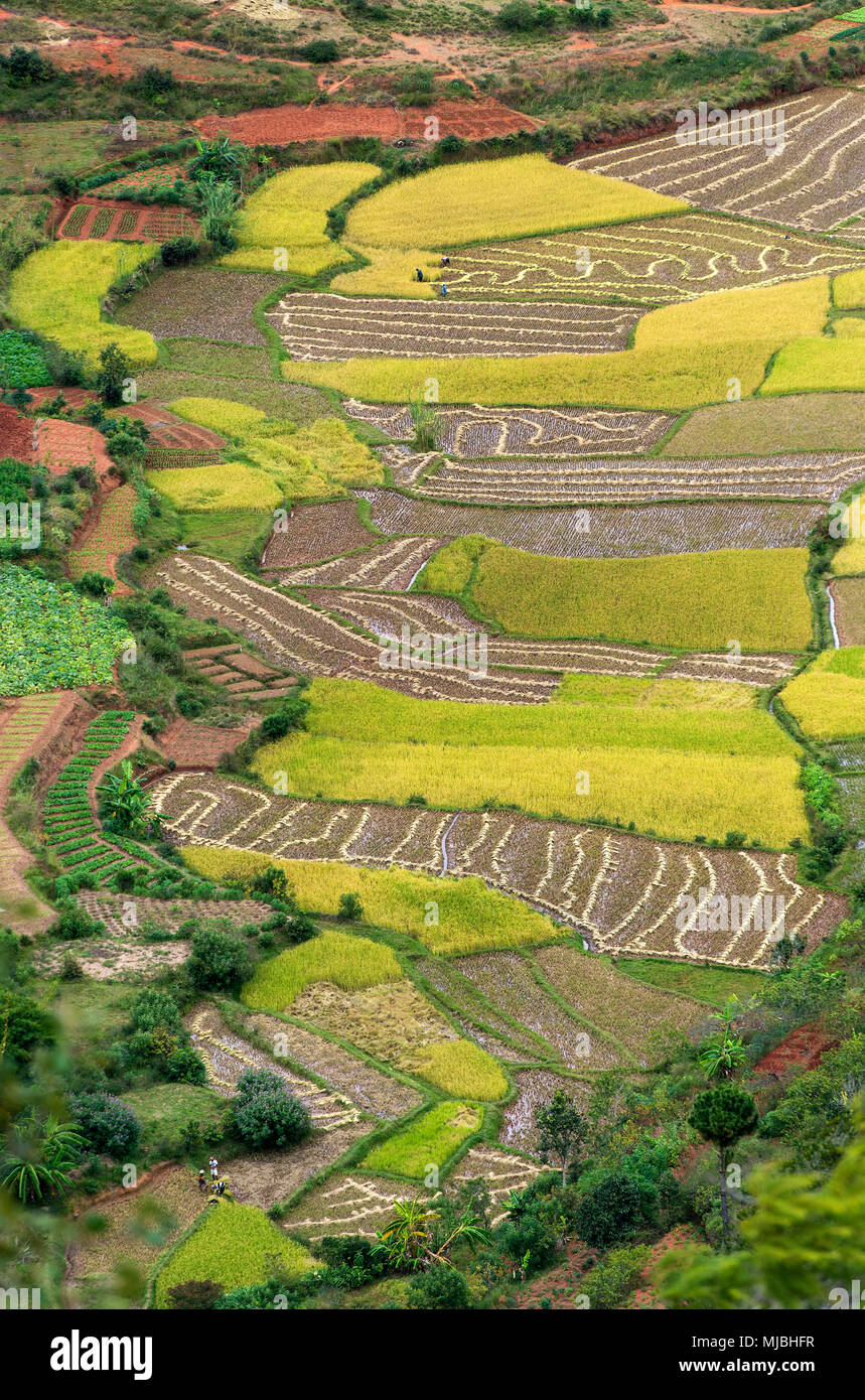 Reisfelder in der Umgebung von Antananarivo, Madagaskar Stockfoto