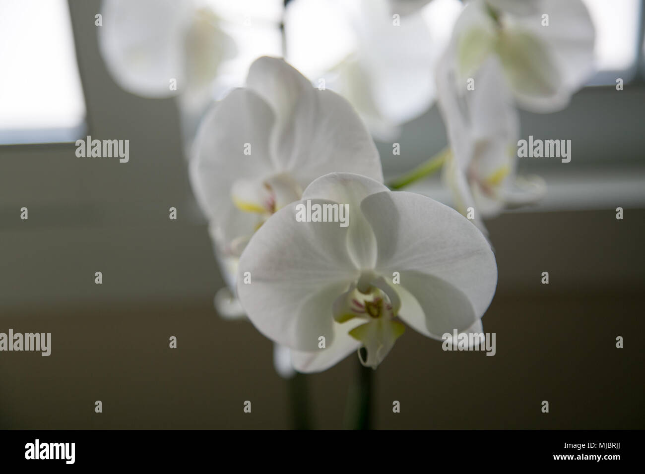 Motte orchid Nahaufnahme Stockfoto
