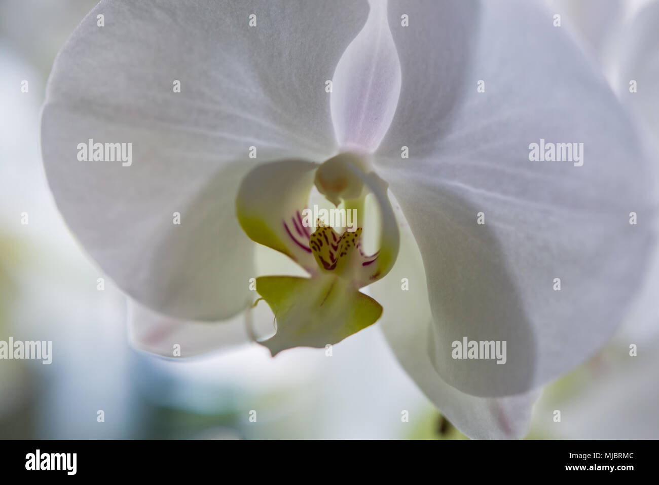 Motte orchid Nahaufnahme Stockfoto
