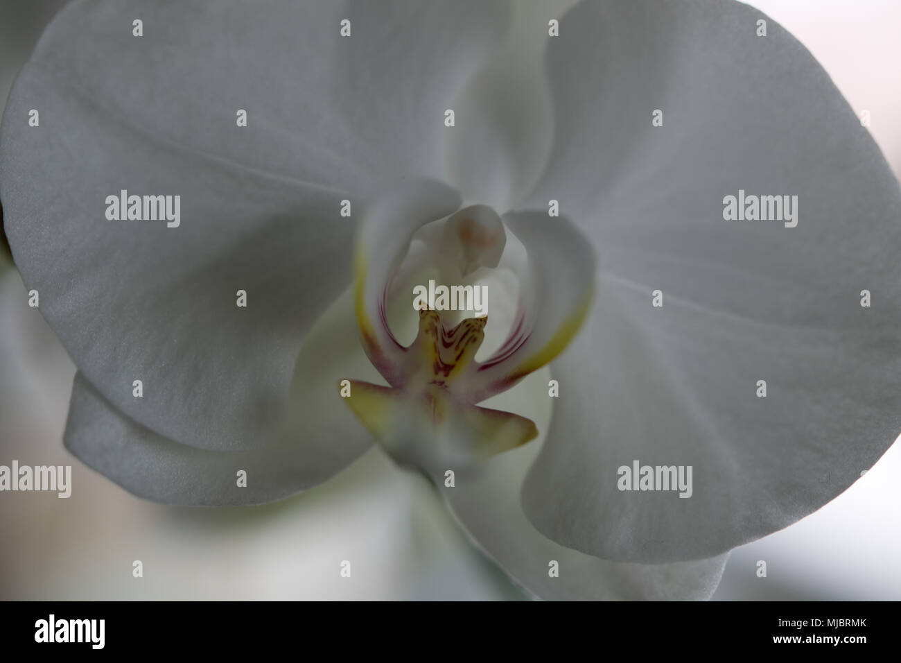 Motte orchid Nahaufnahme Stockfoto
