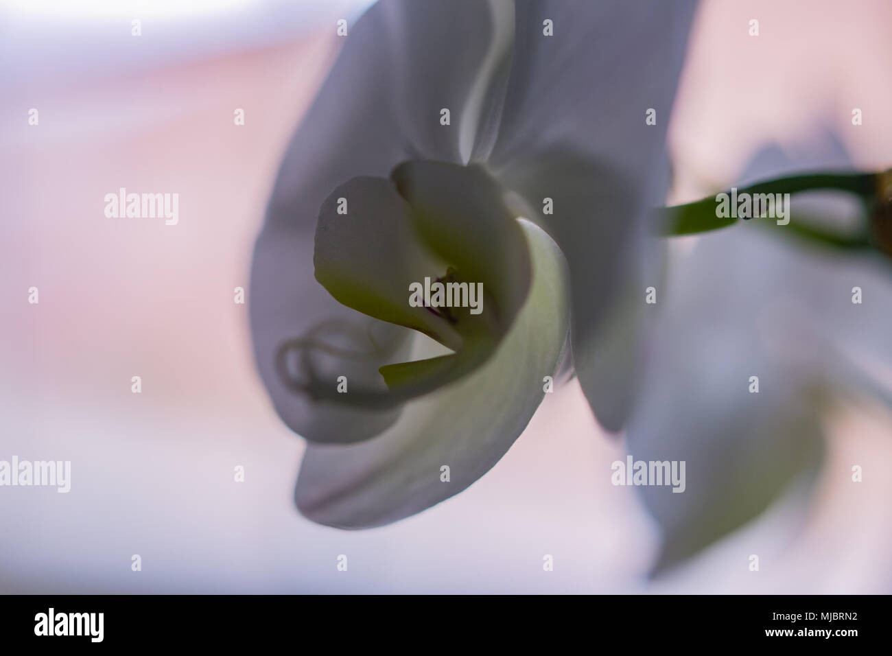 Motte orchid Nahaufnahme Stockfoto