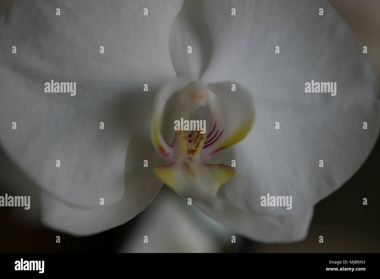 Motte orchid Nahaufnahme Stockfoto