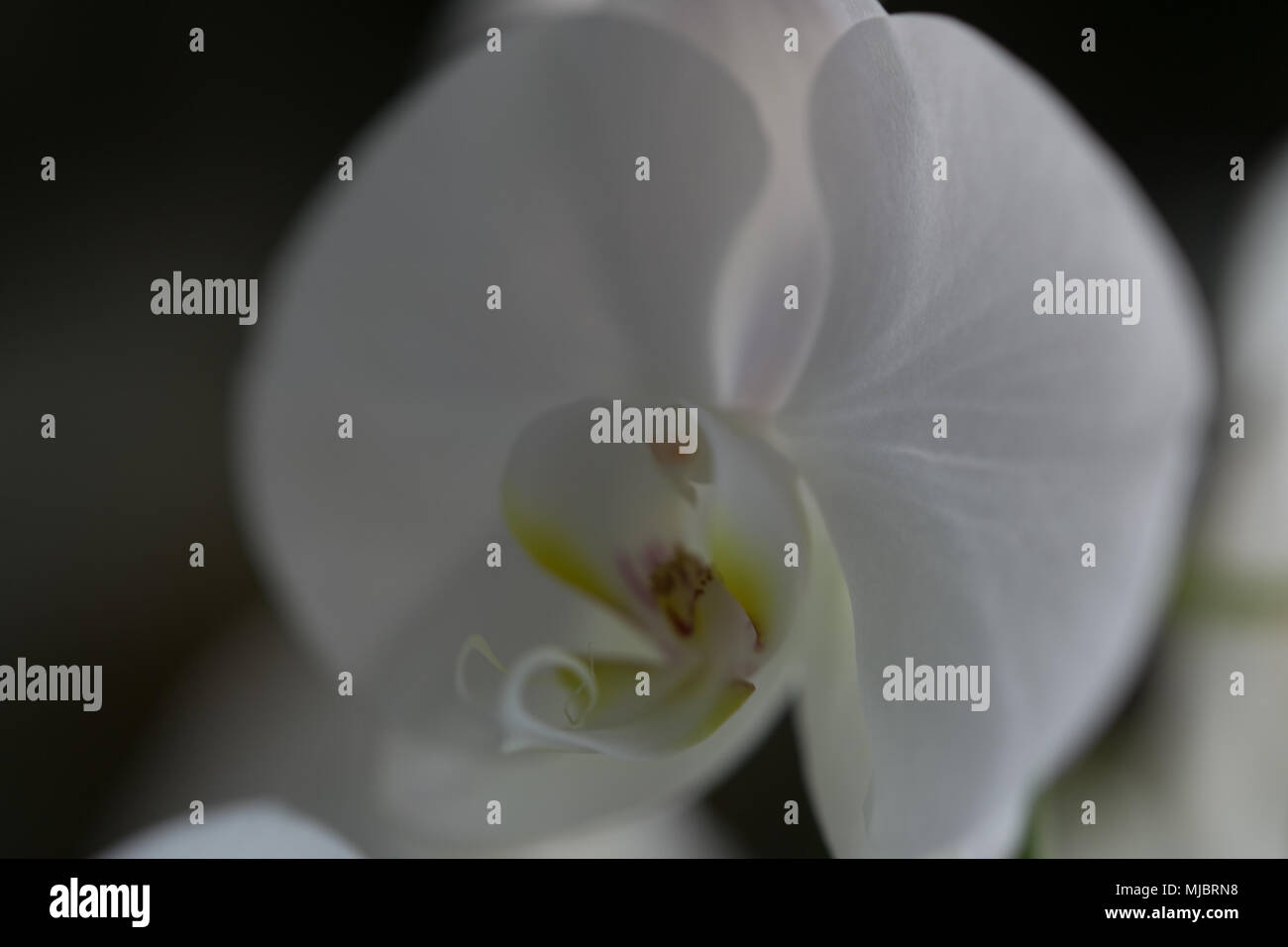 Motte orchid Nahaufnahme Stockfoto