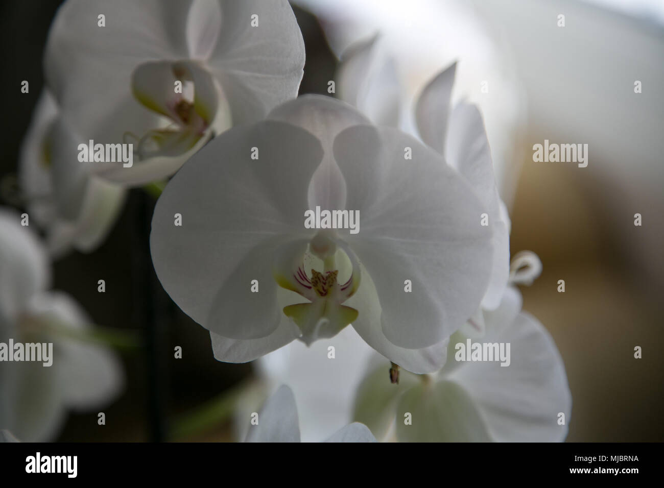 Motte orchid Nahaufnahme Stockfoto