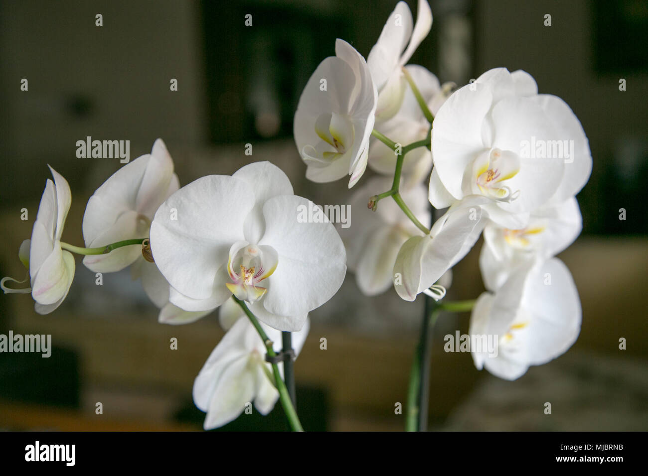 Motte orchid Nahaufnahme Stockfoto
