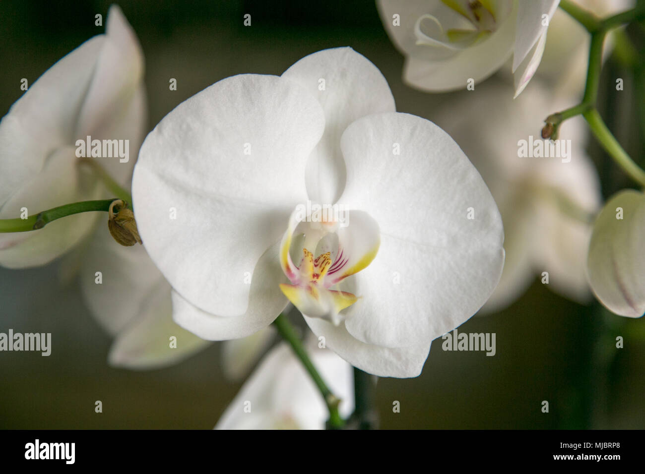 Motte orchid Nahaufnahme Stockfoto